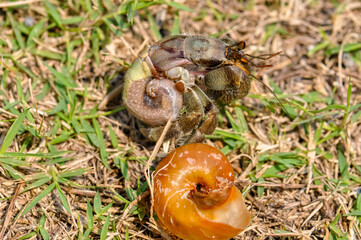 The hermit crab has come out of its shell