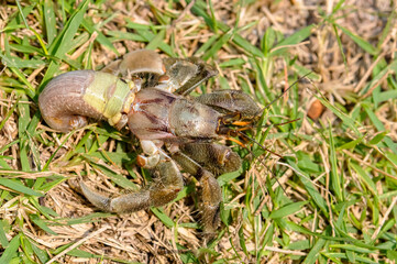 The hermit crab has come out of its shell