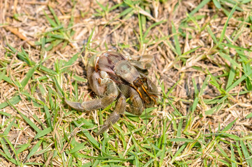 Fototapeta premium The hermit crab has come out of its shell