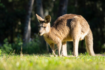 Kangaroo portrait at eye level