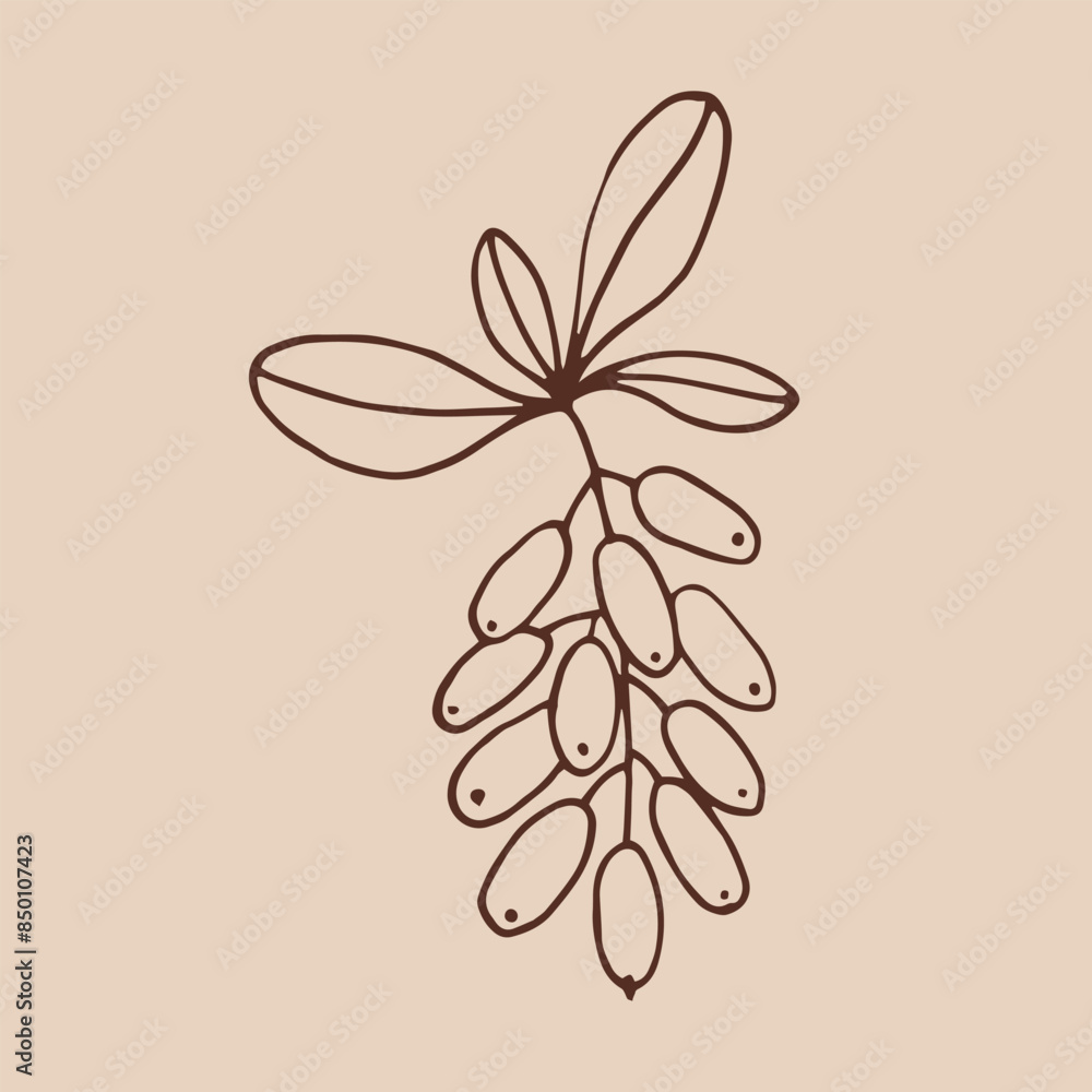 Canvas Prints branch with leaves and barberry. botanical element. hand drawn vector illustration in outline style.