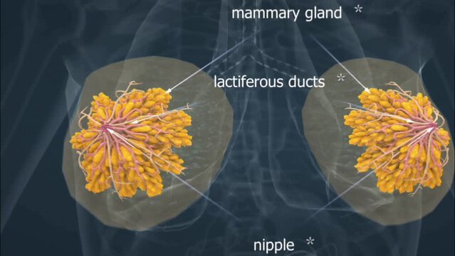 Anatomy of human female breasts