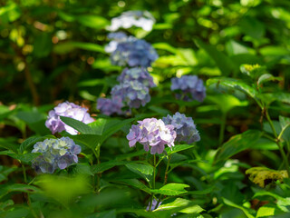 紫色の紫陽花と新緑の葉