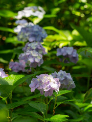 紫色の紫陽花と新緑の葉