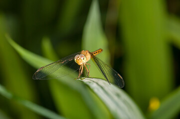 Beautiful photo of a dragonfly in evening Thailand. Macro photo of a dragonfly