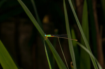 Beautiful photo of a dragonfly in evening Thailand. Macro photo of a dragonfly