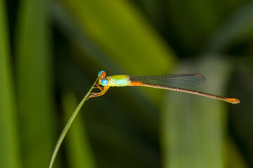 Beautiful photo of a dragonfly in evening Thailand. Macro photo of a dragonfly