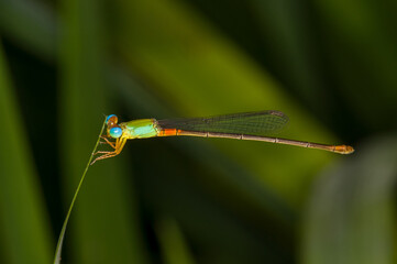 Beautiful photo of a dragonfly in evening Thailand. Macro photo of a dragonfly