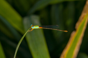 Beautiful photo of a dragonfly in evening Thailand. Macro photo of a dragonfly