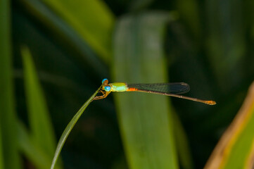 Beautiful photo of a dragonfly in evening Thailand. Macro photo of a dragonfly