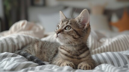 Naklejka premium A Small Tabby Grey Cat Sits On The Bed, Resting And Relaxing In The Room