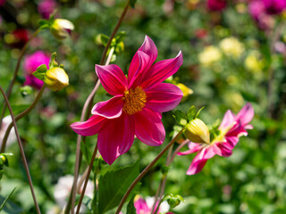 Fototapeta premium 赤いダリアの花