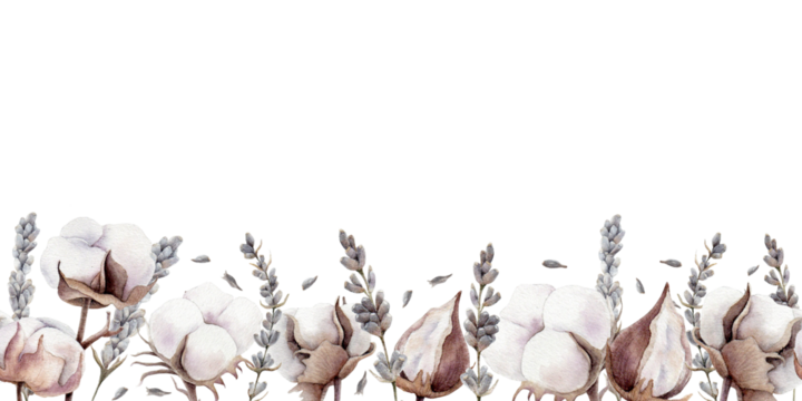 seamless border pattern made of hand drawn watercolor cotton and lavender illustrations. Botanical art for your postcard, notebook or other stationery design. Floral bouquet