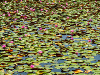 赤い睡蓮の花が咲く池の風景