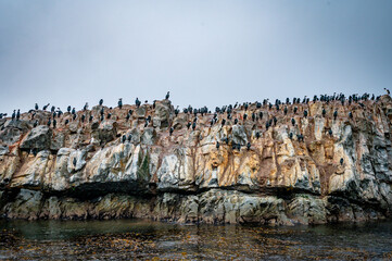 Magellanic penguins at the beach of Cabo Virgenes at kilometer 0 of the famous Ruta40 in southern Argentina, Patagonia, South America 