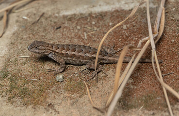 Western Fence Lizard of California crawling under dry grass. Tip of tail is missing.