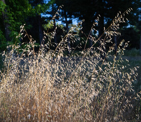 Tall dry oat grass in summer creates a fire hazard