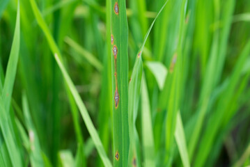 Rice blast disease,close up shot.
