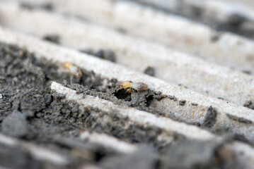 Red Termite on wooden, Close up shot.