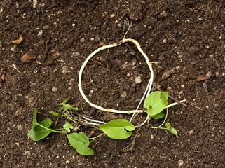 Field bindweed, lat. Convolvulus arvensis pulled  from the ground with its root. A stubborn weed crawling up the plants in the garden.