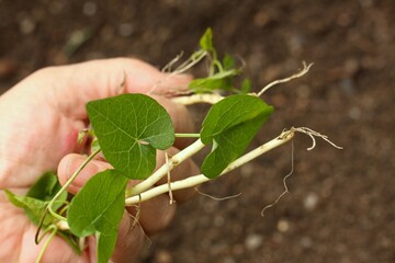 Gardener holding field bindweed, lat. Convolvulus arvensis in his hand.  A stubborn weed crawling...