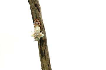 Cicadidae on a white background.