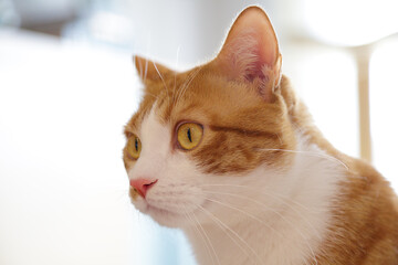 Portrait of a cute ginger cat