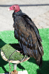 Turkey vulture (Cathartes aura) perched at a bird exhibit