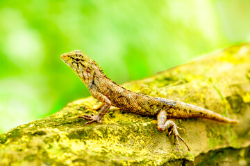 Thai lizard on a tree