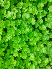 Medicinal plant Curly mallow. Malva crispa. Green leaf texture