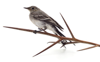 A bird on a branch.