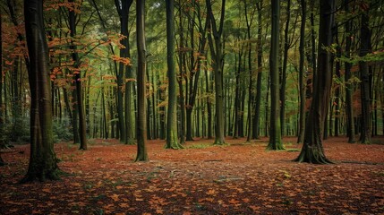 A serene forest scene with trees clad in deep green and rust-colored leaves, the floor a mosaic of fallen leaves, reflecting a late autumn vibe.