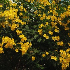 Golden glow of blooming forsythia bushes.