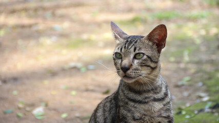 Grey Cat street Portrait face look front camera on blurred background. Focus on nearest eye