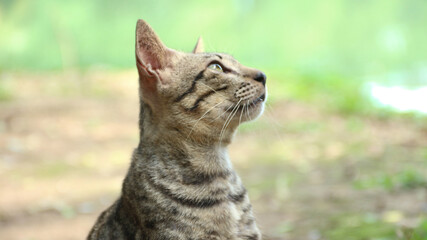 Grey Cat street Portrait face look front camera on blurred background. Focus on nearest eye