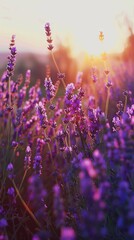 Naklejka premium Blooming lavender in a field. Beautiful background
