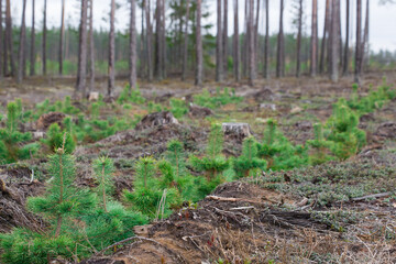 Young pine trees planted by a man in the forest.