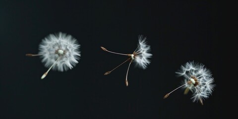 Fototapeta premium A pair of dandelions with seeds floating in mid-air