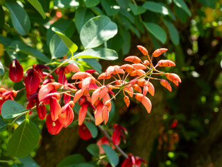 植物園に咲く鮮やかなアメリカデイゴの花
