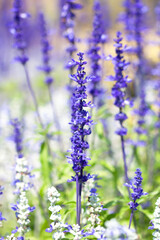 Lavender flowers field in summer