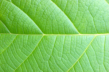 green leaf background
