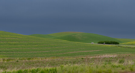 Green wheat field on the rolling hills