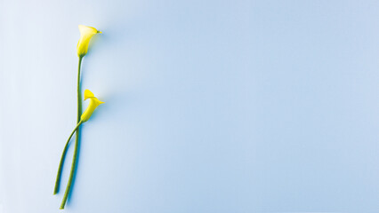 a fresh leaf and flower tulip against a light blue paper background. top view. An empty space for display cosmetic products, food and props.