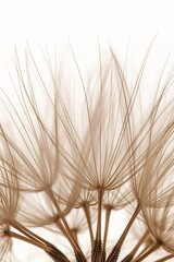Obraz premium A close up of a flower with brown petals and a white background