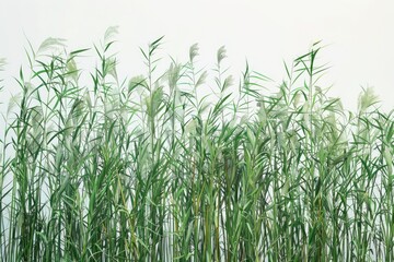 Obraz premium A scene with tall grass next to a body of water, potentially used in travel or outdoor-themed projects