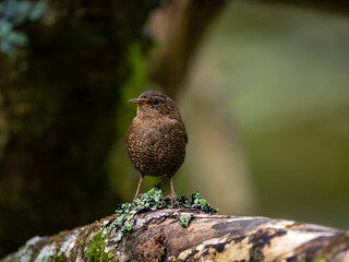 森の中で枝に留まっているミソサザイ