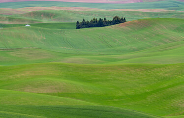 Naklejka premium Green wheat field on the rolling hills