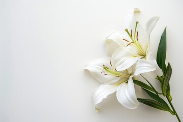 A single flower sitting on a clean and white surface, ideal for use in still life or nature photography