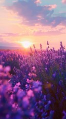 Blooming lavender in a field at sunset. Beautiful background