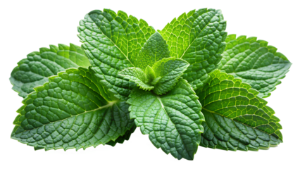 Mint leaves on white background, mint leaves PNG.